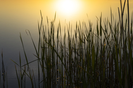 Stems of young reeds against the background of the water at sunset