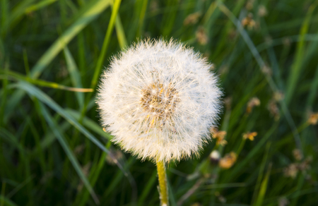 Dandelion white on grass backgroundの写真素材
