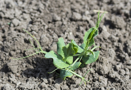 Sprout pea on the bedの写真素材