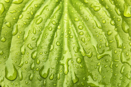 Drops of water on a green leafの写真素材