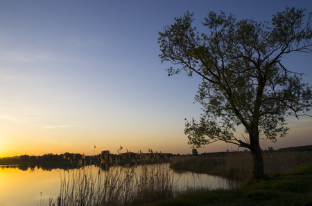 Tree on the shore of the pond at sunsetの写真素材