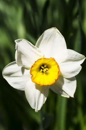 One white narcissus on grass backgroundの写真素材