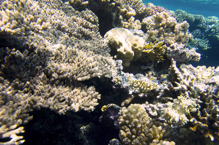 Coral reef, underwater landscapeの写真素材