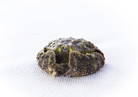 Hepatic box crab, Red Sea, Calappa hepatica
