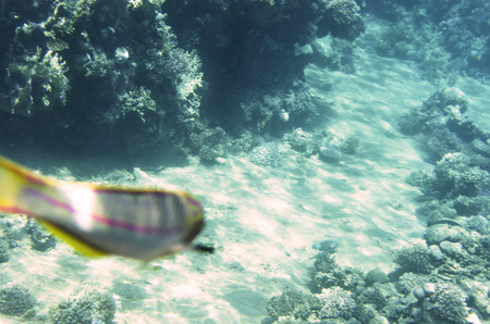 Sandy bottom near the coral reef