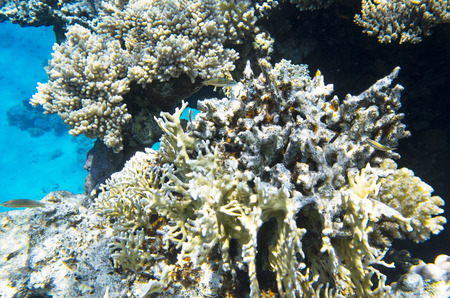 Coral reef on the edge of the depthの写真素材