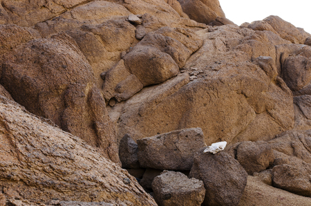 White skull on brown rocks, Mount Sinaiaの写真素材