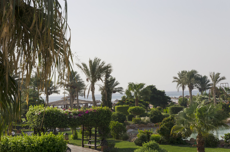 Green area of ??the hotel by the seaの写真素材