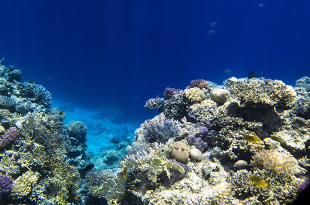 Reef rocks from corals in the seaの写真素材