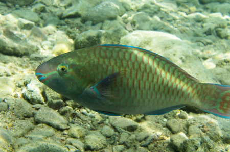 Fish parrot at the rocky bottom. Rainbow parrotfish (Scarus guacamaya)の写真素材