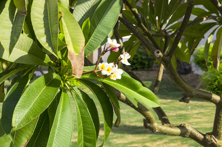 Blooming white plumeria flowers among foliageの写真素材
