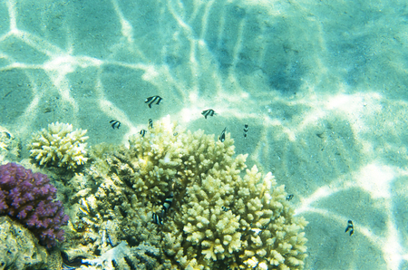 Striped fish near the coral. Dascyllus aruanusの写真素材