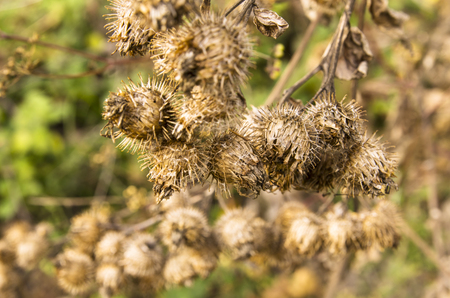 Dry prickly Arctium lappaの写真素材