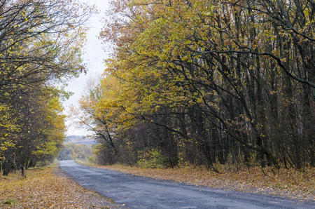 Narrow road in the fall forestの写真素材