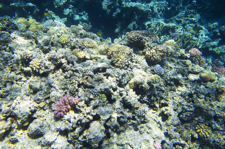Multicolored corals on the seabedの写真素材