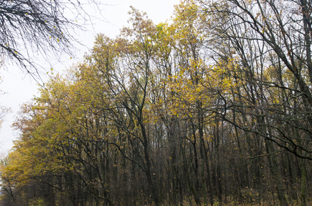 Autumn trees against the sky. Late fall.の写真素材