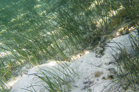 Algae on the sandy bottom, under the waterの写真素材