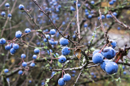 Ripe fruit of the thorn in the autumnの写真素材