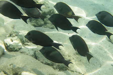 A flock of coral fish (Acanthurus nigrofuscus Brown surgeonfish) against the background of a sandy bottomの写真素材