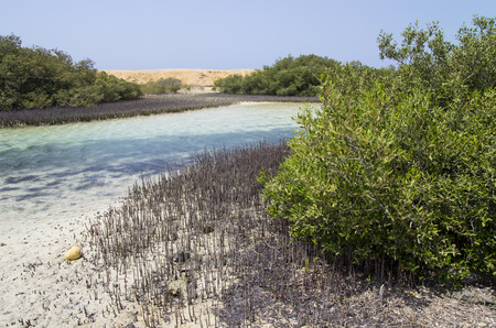 Mangrove vegetation in the Sinai Peninsulaの写真素材