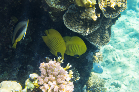 Reef fish in coralsの写真素材