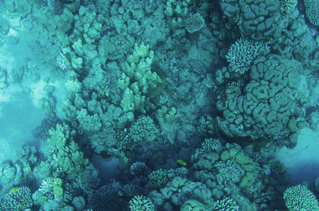 The bottom of the red sea with coralsの写真素材
