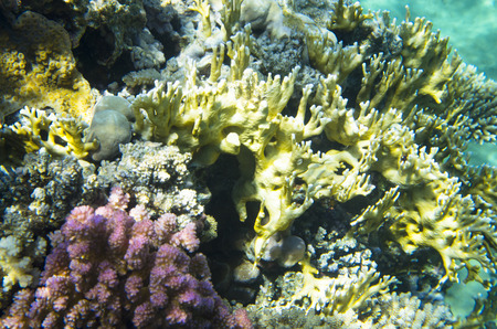 Multicolored corals in the red seaの写真素材
