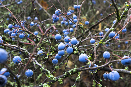 Ripe fruit of the thorn in the autumnの写真素材