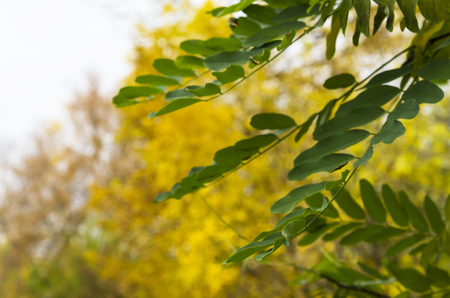 Green leaves of acacia against the background of autumn treesの写真素材