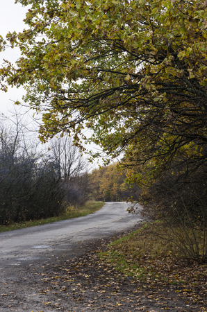 Landscape of the autumn road in cloudy weatherの写真素材