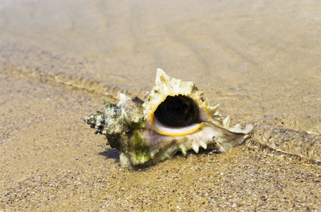 Large seashell on the seashore. Chicoreus ramosusの写真素材