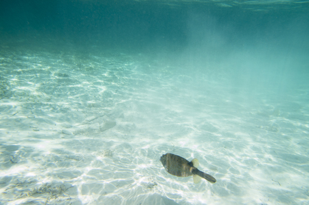 Fish hover over the sandy bottom. Ostracion cubicusの写真素材