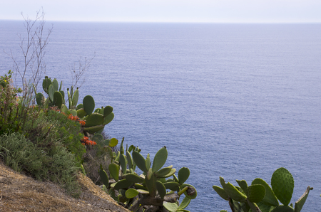 Cacti on the cliffs of the Mediterranean Seaの写真素材