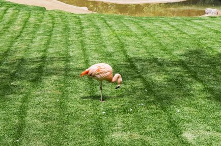 Lonely pink flamingo on green fieldの写真素材