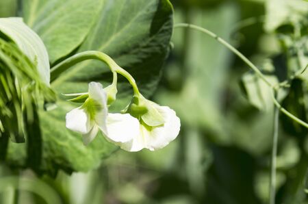 Blooming peas on a background of green leavesの写真素材