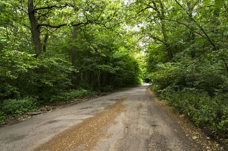 Road in the summer deciduous forestの写真素材