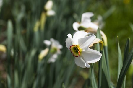 Blooming daffodil flower in the fieldの写真素材