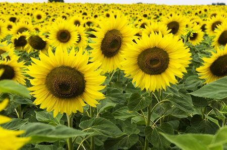 Blooming sunflowers in the fieldの写真素材