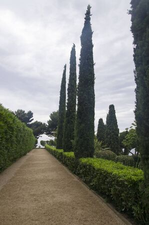Beautiful alley with green cypresses in Spainの写真素材