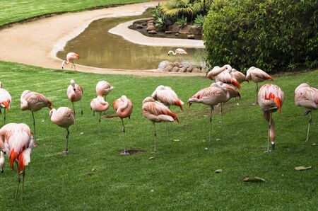 Flock of flamingo birds on a green lawnの写真素材