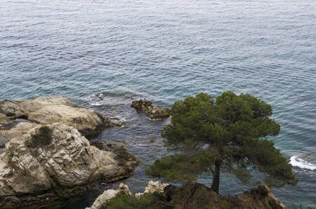 One tree on the rocky shore of the Mediterranean Seaの写真素材