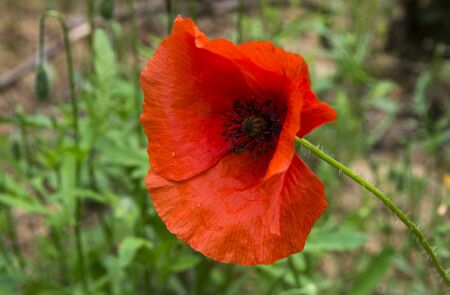 Red field poppy on a background of green grassの写真素材