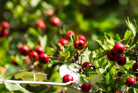 Bright red hawthorn fruit on a twigの写真素材
