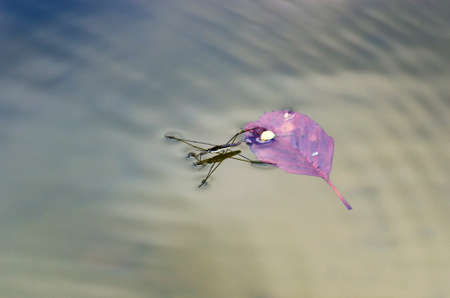 One water strider is on the surface of the waterの写真素材