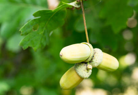 Acorn fruits on a background of green grassの写真素材