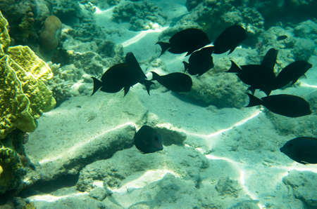 A school of black surgeon fish at the seabed