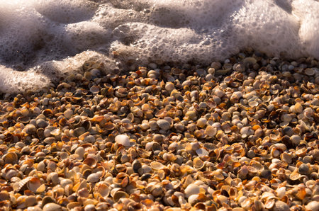 Seashells and foam on the seashore, backgroundの写真素材