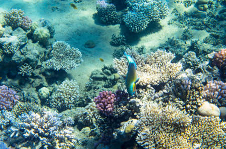 Beautiful corals on the sandy bottom of the sea, landscapeの写真素材
