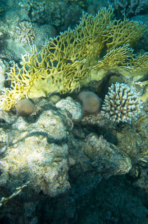 Branching corals at the bottom of the sea, landscapeの写真素材