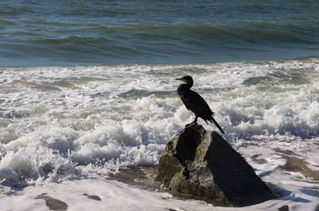 Cormorant bird sits on a stone in the coastal strip of the seaの写真素材